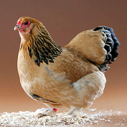 Brahma Hen