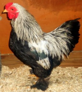 Dark Brahma Chicken