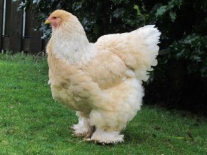 Lemon Pyle Brahma Chicken