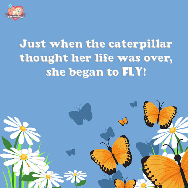 Just when the caterpillar thought her life was over, she began to Fly!