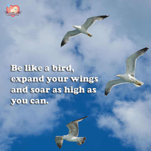 Be like a bird, expand your wings and soar as high as you can.