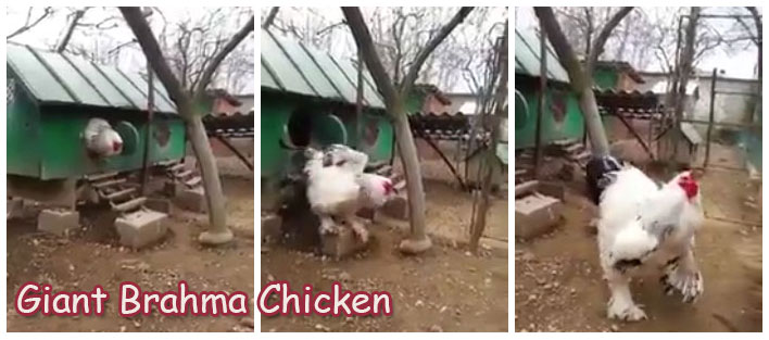 Giant Brahma Chicken - Gift Our Precious