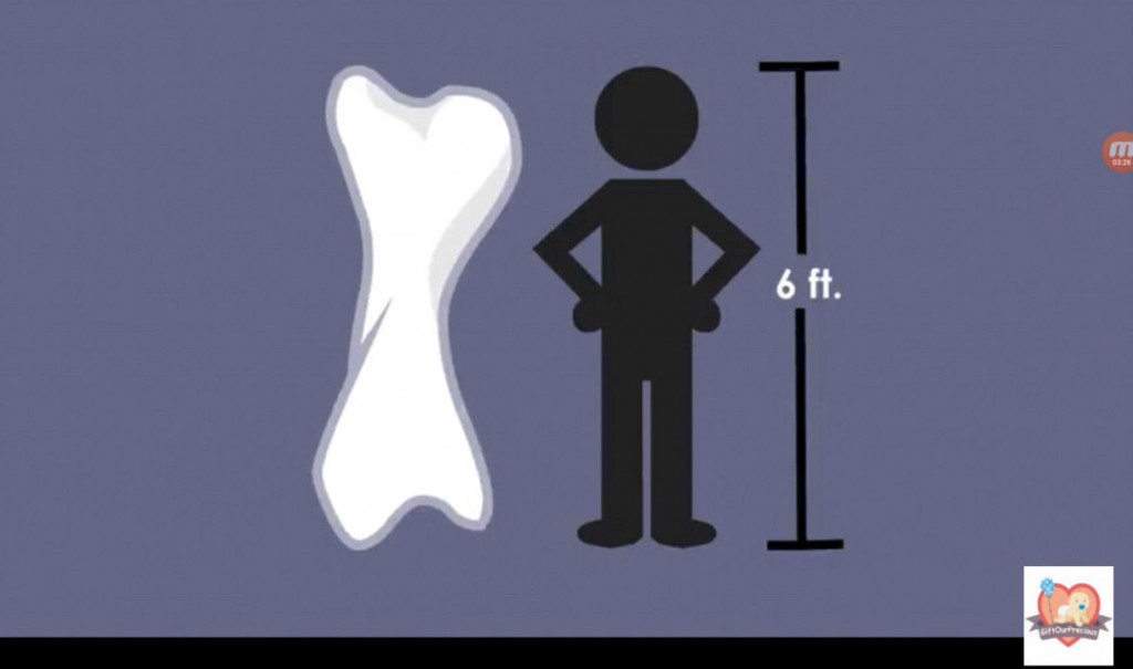 Learn about Skeletal System for Kids - 6ft bone13