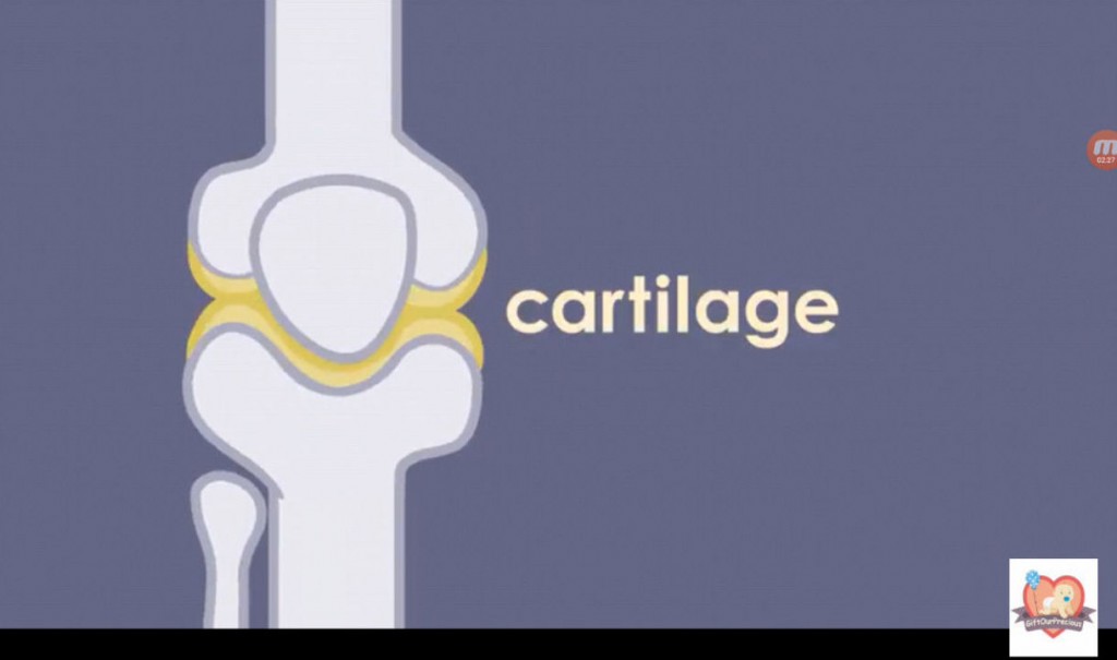 Learn about Skeletal System for Kids - cartilage between joints 10