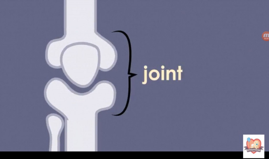 Learn about Skeletal System for Kids - joint 9